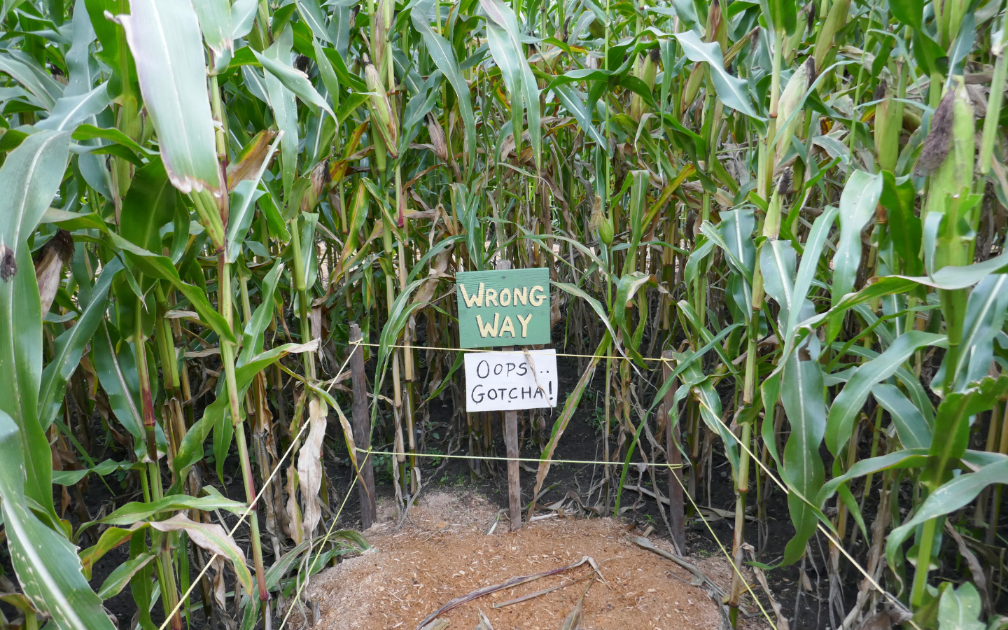 Intrusive Ads and Typo-Squatting The Hidden Threats in Your Browser