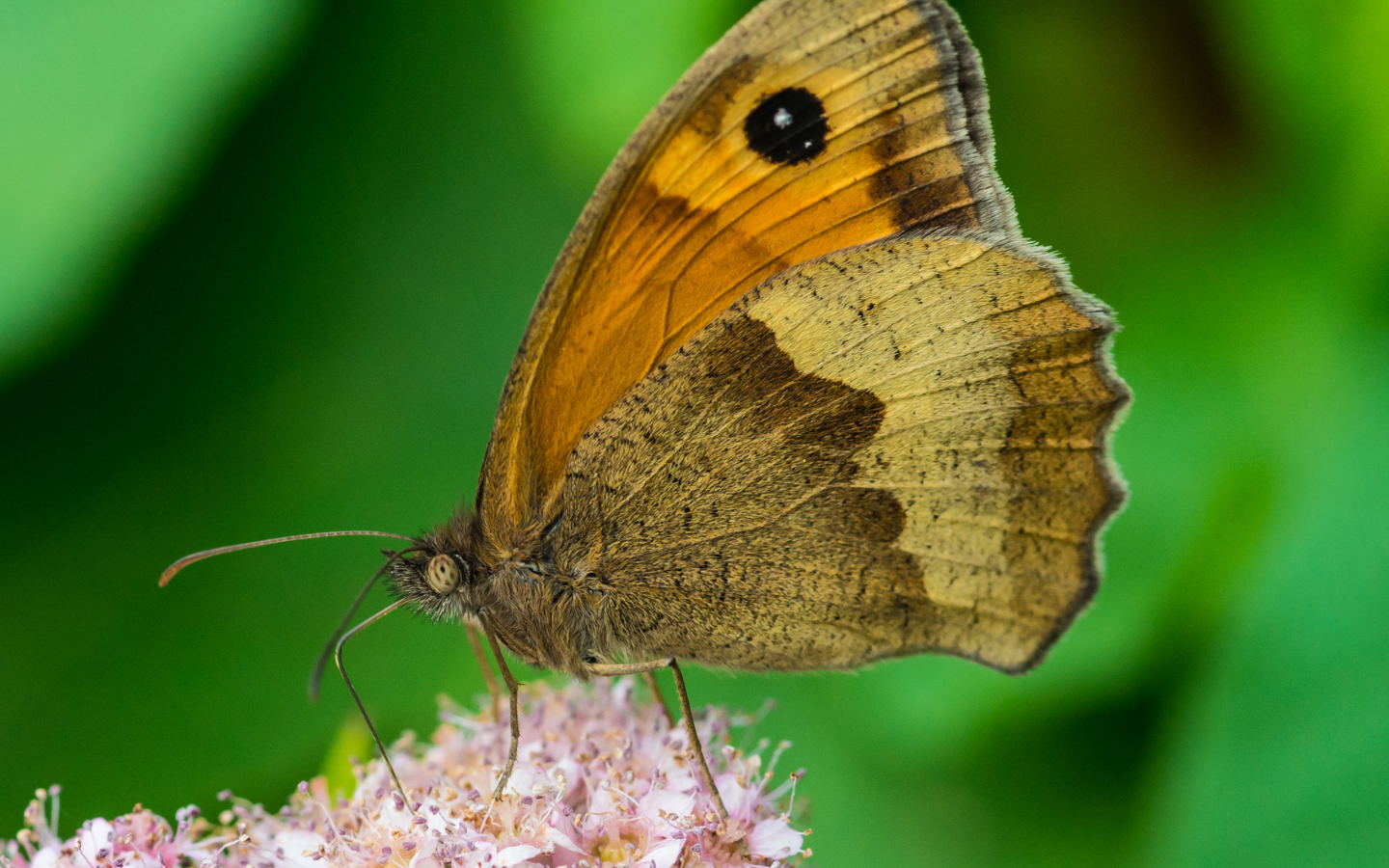 Browsers Under Siege Securing the Gateway to Your Sensitive Data